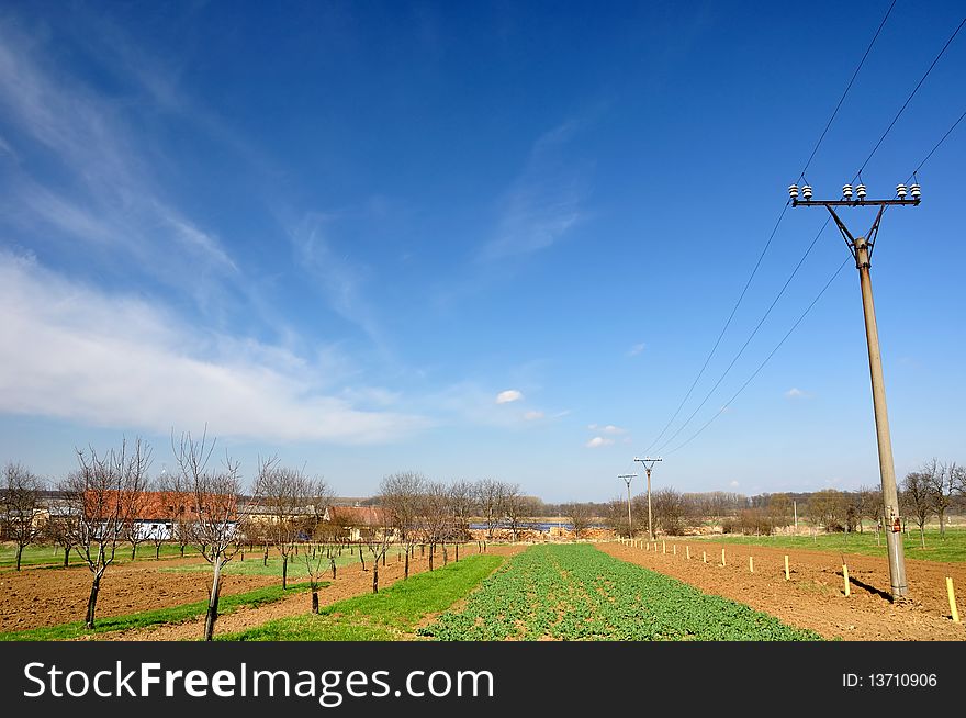 Countryside in spring, with blue sky, not tame field and young trees