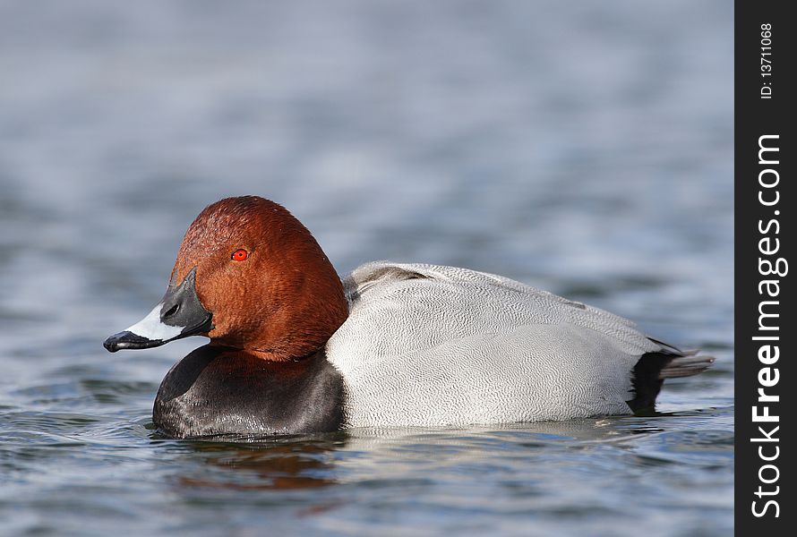 A duck lying in the sun. A duck lying in the sun