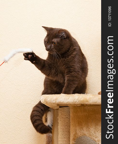 Cat British Shorthair plays with toy. Cat British Shorthair plays with toy
