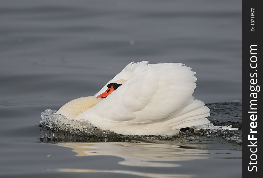 An angry swan in the mating season. An angry swan in the mating season