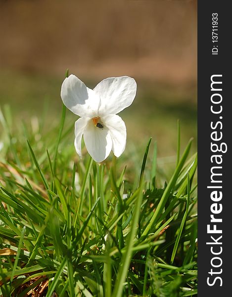 Macro photo of white Viola persicifolia flower in grass. Macro photo of white Viola persicifolia flower in grass