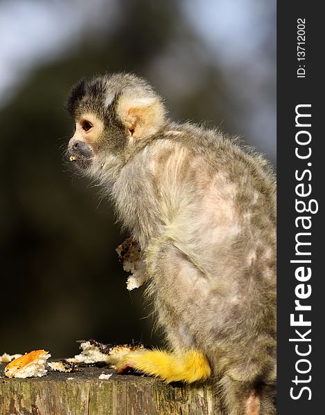 Animals: Little baby black capped squirrel monkey