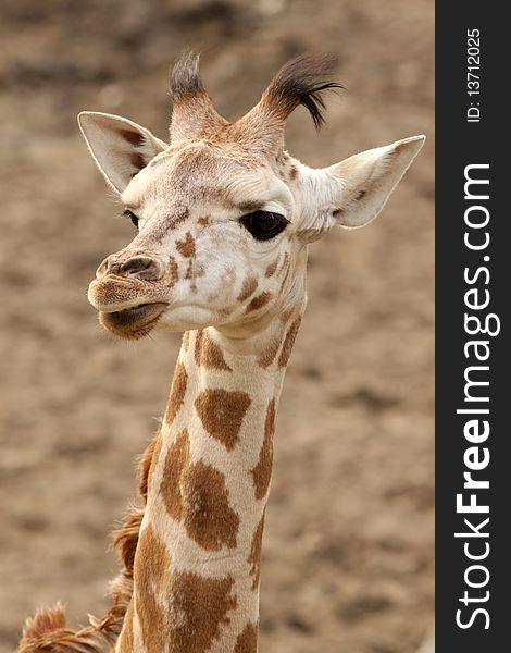 Animals: Portrait of a cute young giraffe. Animals: Portrait of a cute young giraffe