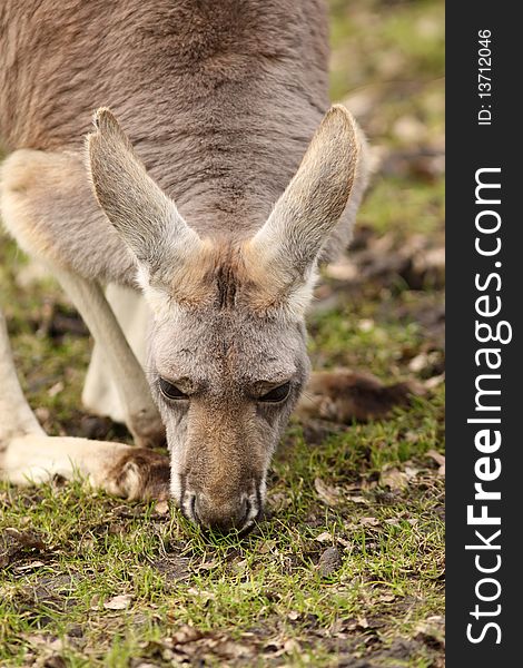 Animals: Grey kangaroo eating grass showing its head