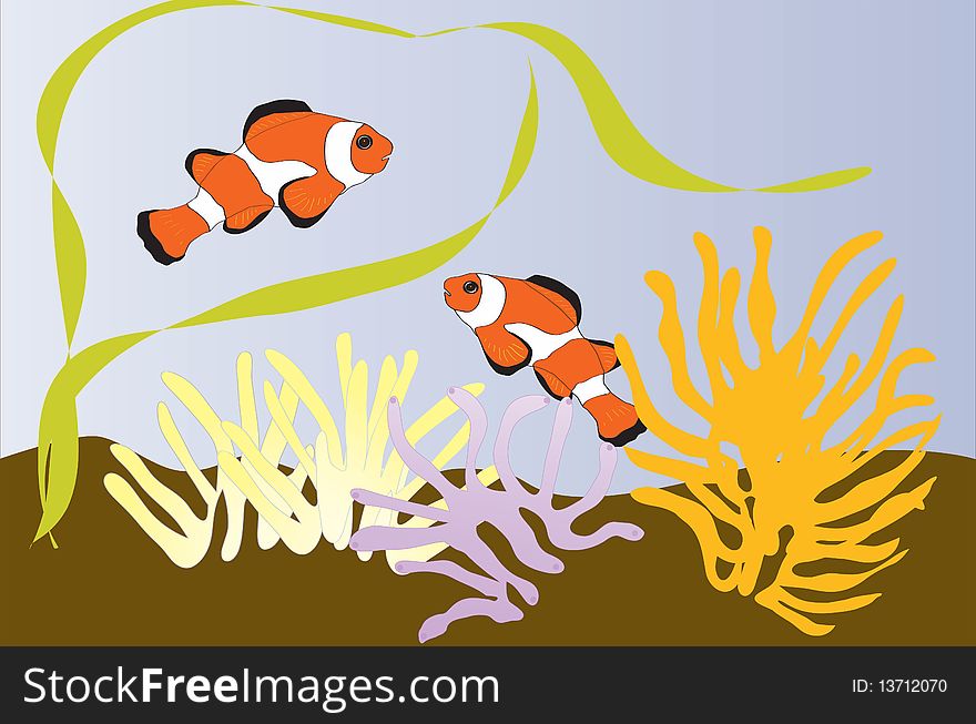 Anemonefishes