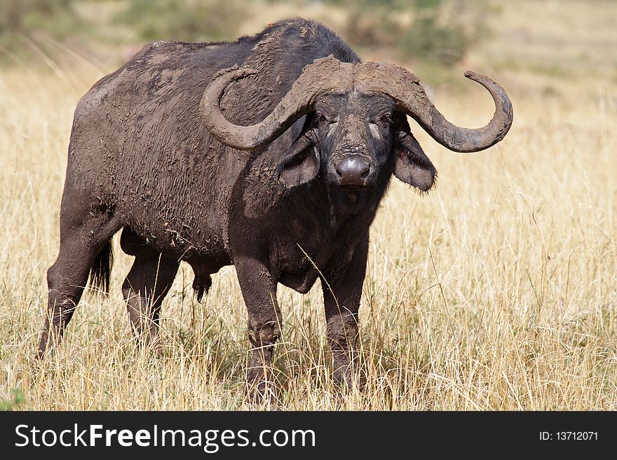 Lone African buffalo bull, Kenya