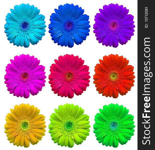Multicolored Flowers