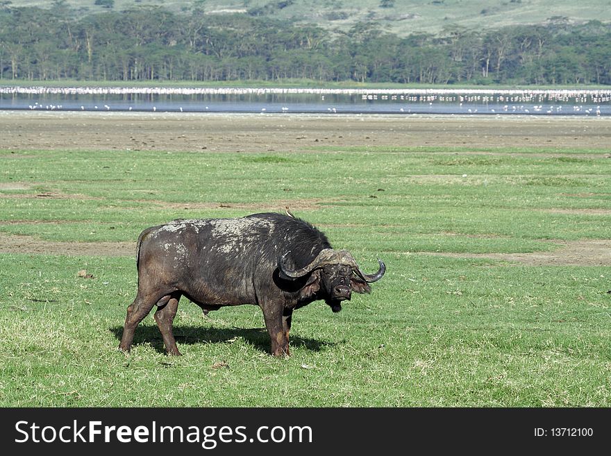 African or Cape buffalo male, Lake Nakuru National Park, Kenya, East Africa. African or Cape buffalo male, Lake Nakuru National Park, Kenya, East Africa