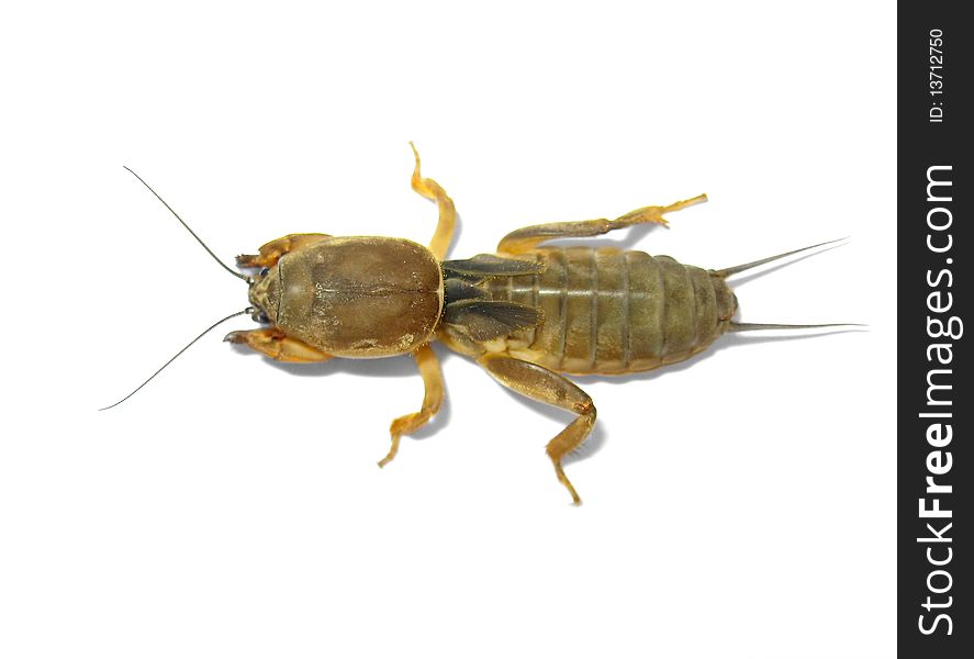 Mole cricket.