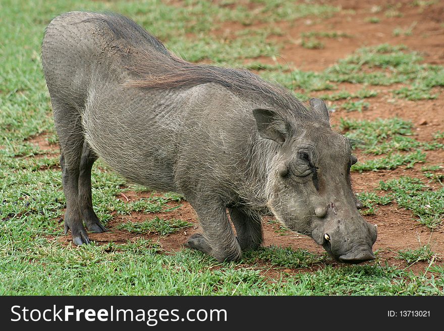 Warthog Down On Its Knees Grazing