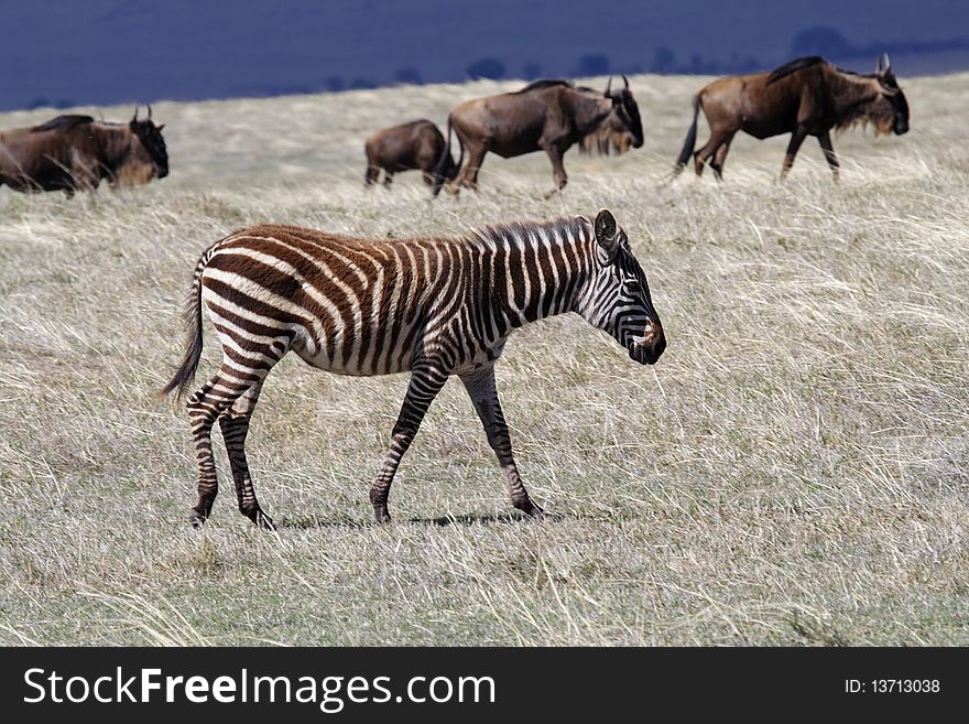 Young zebra and wildebeest in dramatic thunder cloud light, Ngorongoro crater, Tanzania, East Africa. Young zebra and wildebeest in dramatic thunder cloud light, Ngorongoro crater, Tanzania, East Africa