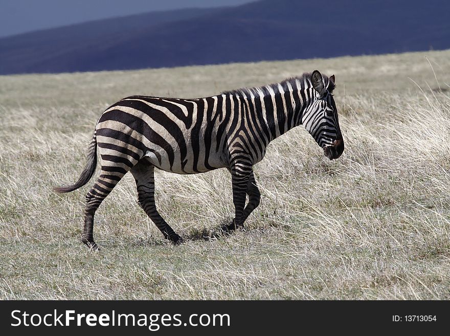 Zebra In Thundercloud Light, Ngorongoro