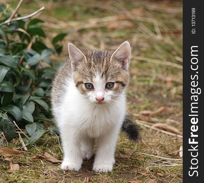 Blue-eyed little kitten in natural environment