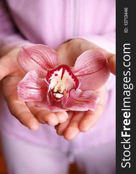 Pink orchid in a girl's hands, close up