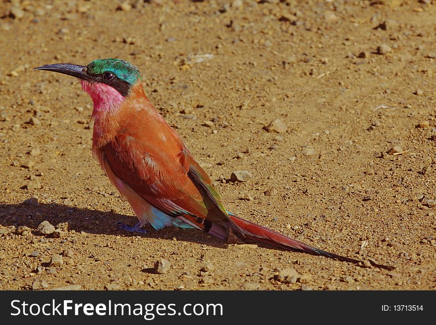 A colourful adult Carmine Bee-eater