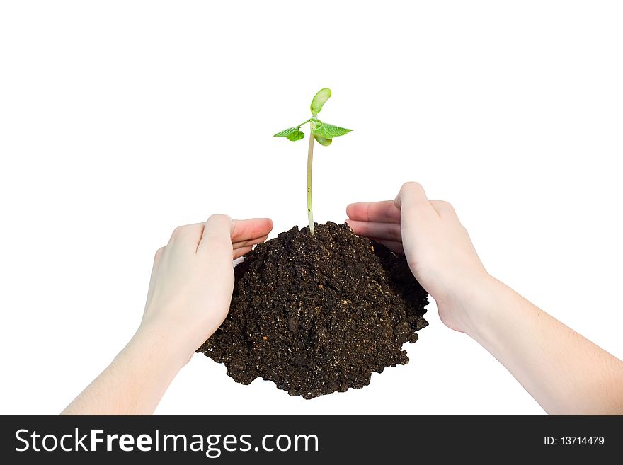 Young plant with hands on the white backgrounds