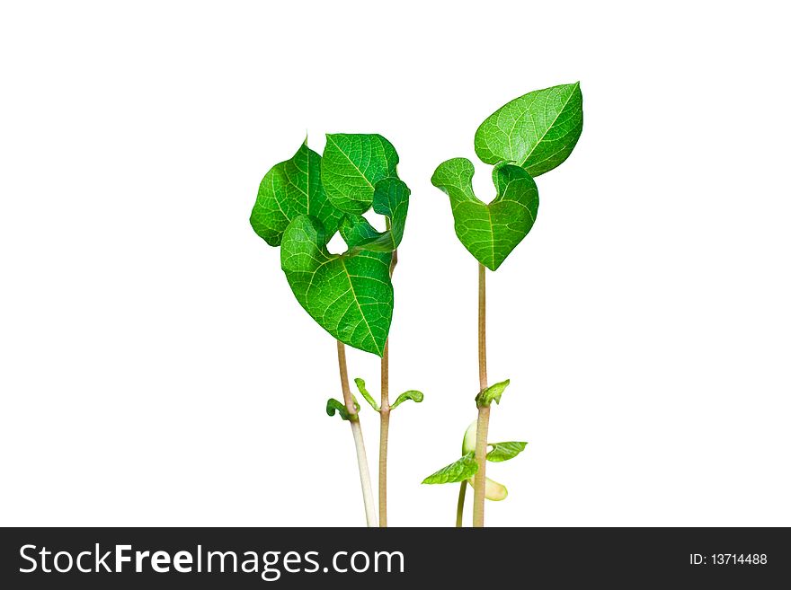 Green young plant on white background