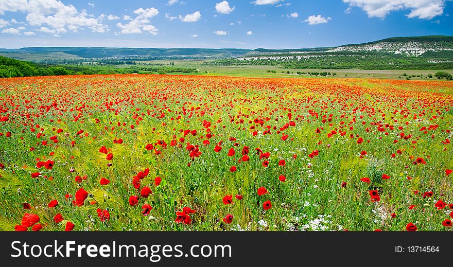Green field with red poppies