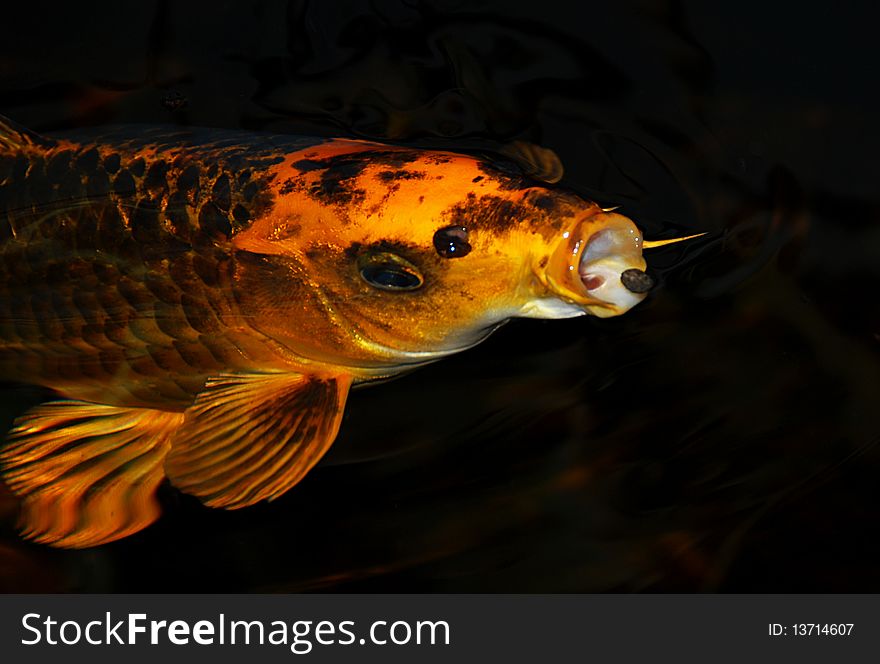 Feeding Koi