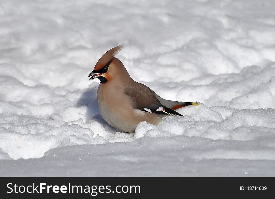 A waxving standing in snow. A waxving standing in snow.