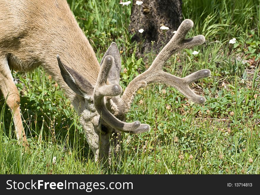 A Mule Deer with new growth antlers, covered in velvety skin grazes in a meadow in Yellowstone Park. A Mule Deer with new growth antlers, covered in velvety skin grazes in a meadow in Yellowstone Park