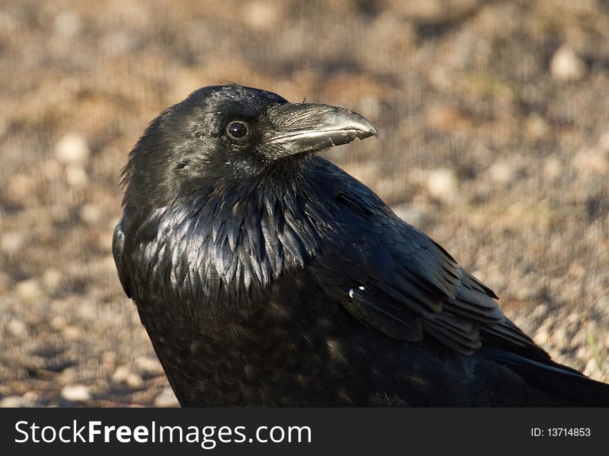 Sunlight gleams in the intelligent eye of a Yellowstone raven. Sunlight gleams in the intelligent eye of a Yellowstone raven