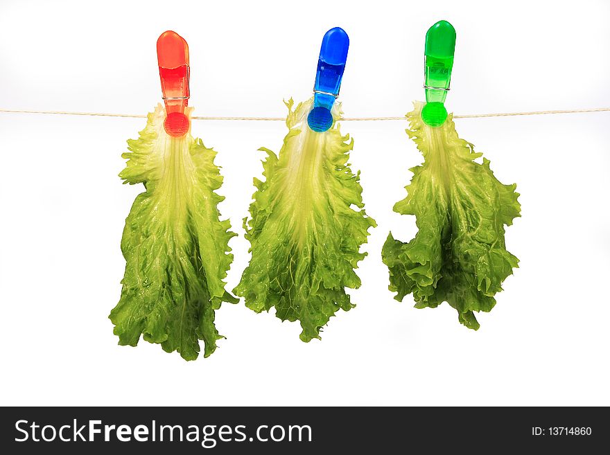 Fresh green leaf lettuce on a white background