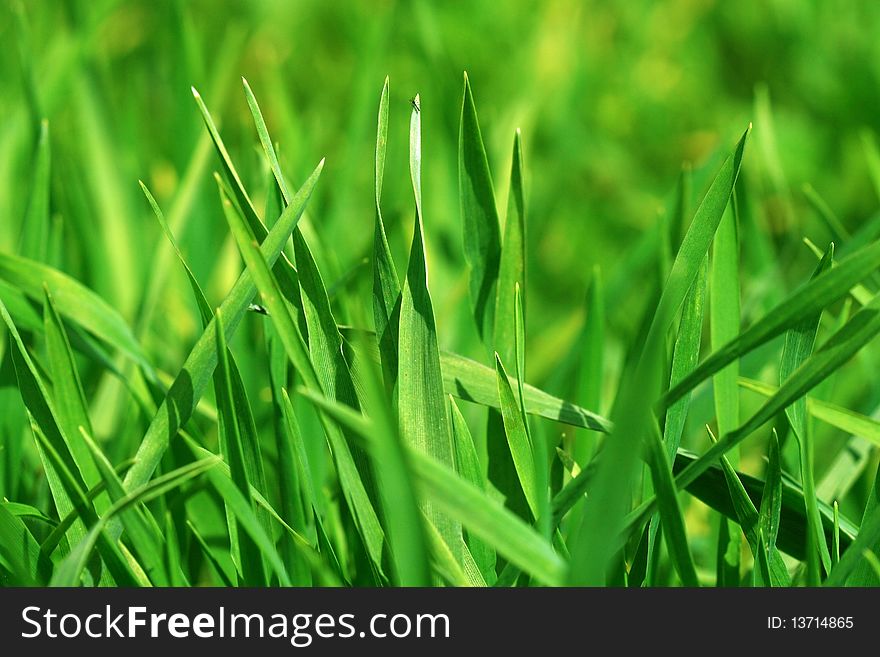 Fresh green grass (shallow DoF)