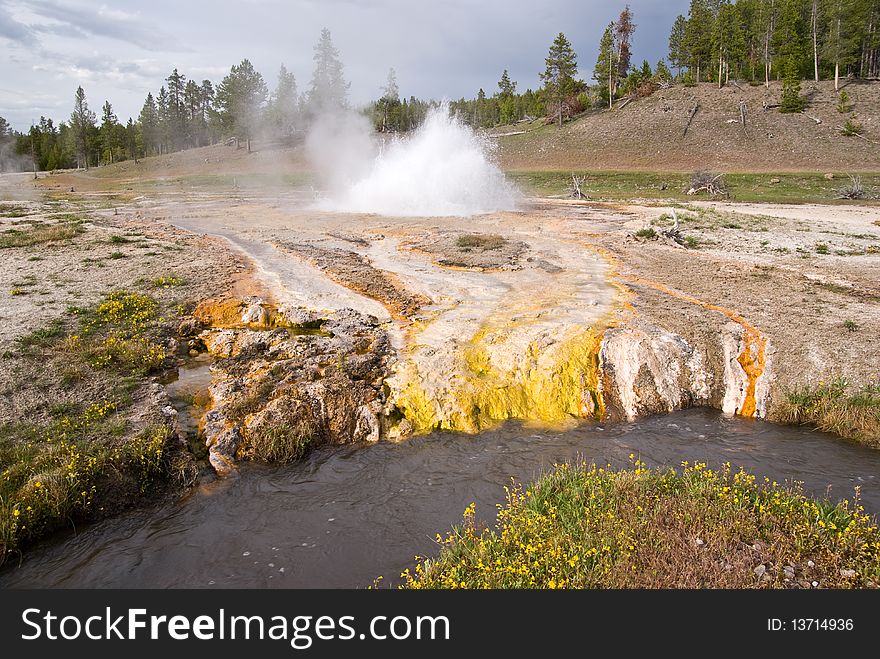 A small geyser along Firehole Lake Drive erupts in the background as hoy water flows into nearby stream with colorful wildflowers. A small geyser along Firehole Lake Drive erupts in the background as hoy water flows into nearby stream with colorful wildflowers