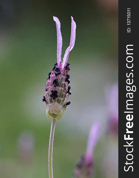 Lavender flower shot with very short depth of field. Lavender flower shot with very short depth of field