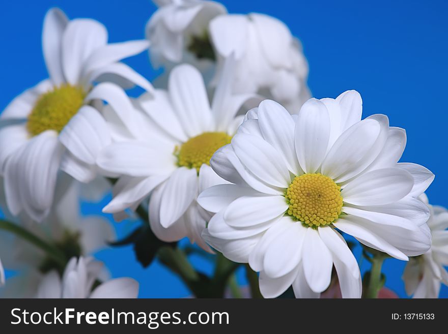 Daisies against sky blue background. Leucanthemum. Daisies against sky blue background. Leucanthemum