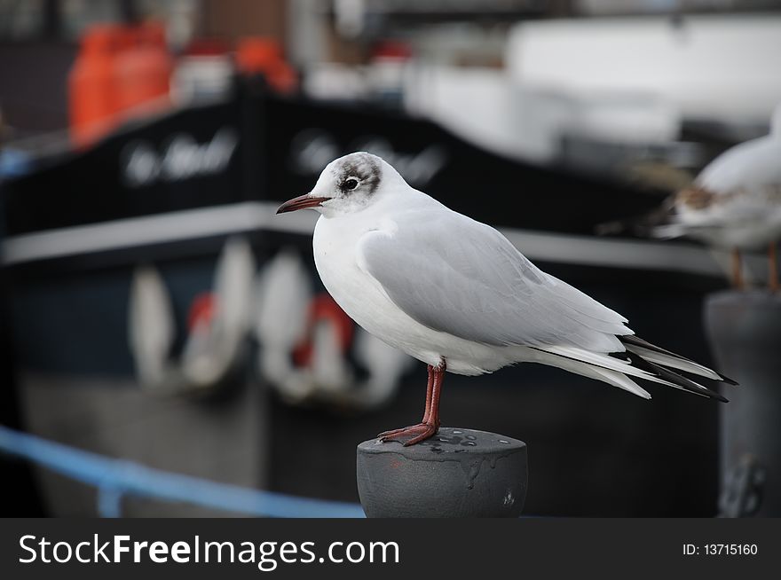 Lonely looking gull perched on pole. Fishing boat in background. Lonely looking gull perched on pole. Fishing boat in background