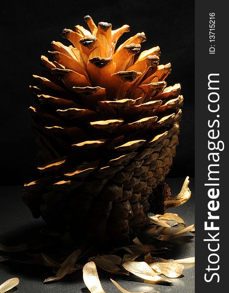 Pine cone