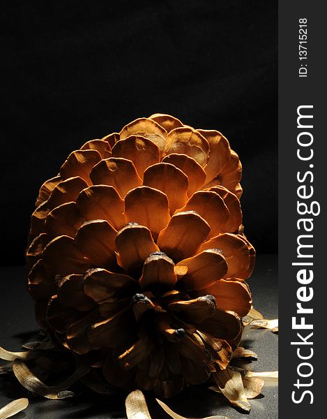 Half opened pine cone on its side with directional light against dark background. Scattered seeds at base of cone. Half opened pine cone on its side with directional light against dark background. Scattered seeds at base of cone