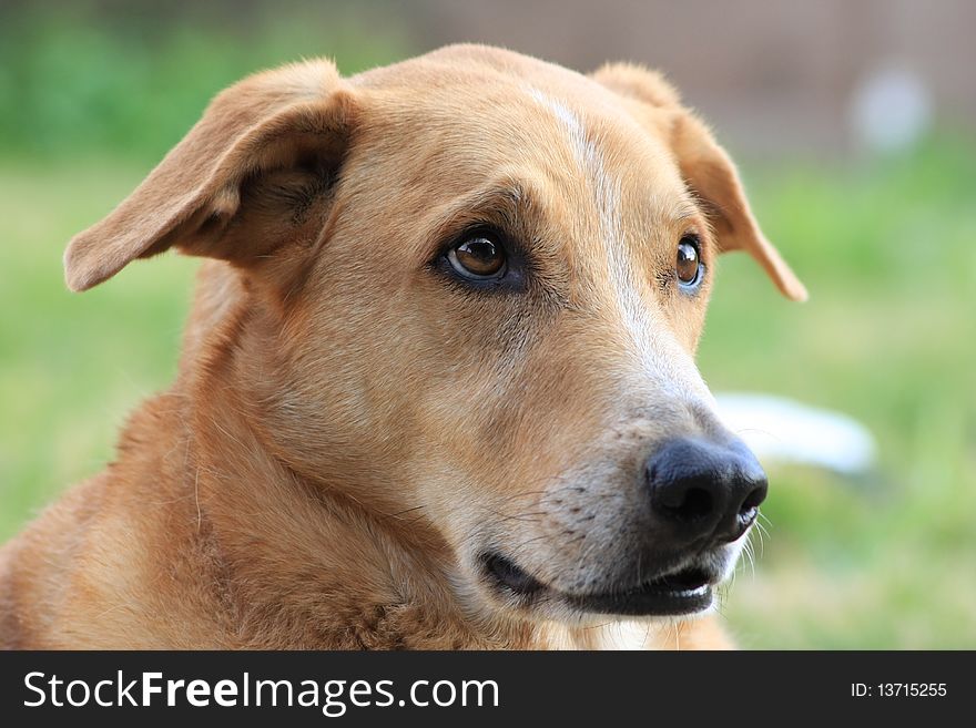 Golden lab mix male dog with a highly expressive face. Golden lab mix male dog with a highly expressive face.