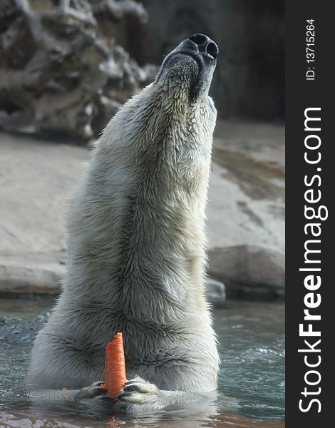 Polar Bear enjoying a carrot