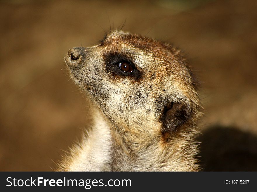 A dirty nosed Meerkat showing off his good side. A dirty nosed Meerkat showing off his good side