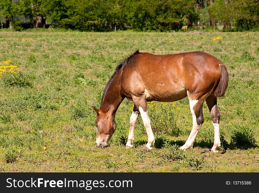 A brown horse eating grass. A brown horse eating grass