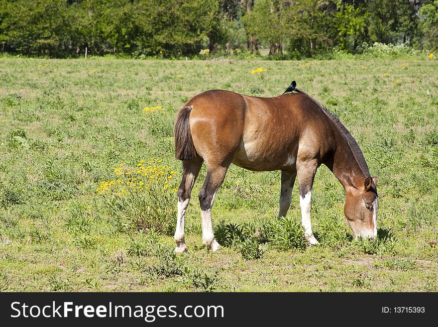 A brown horse eating grass with a little black bird on it. A brown horse eating grass with a little black bird on it