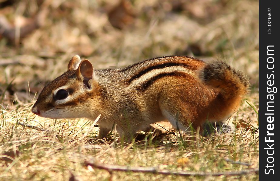 Side view of a striped chipmunk standing.