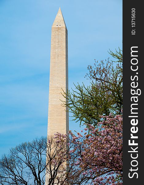 Washington Monument with Cherry Blossoms