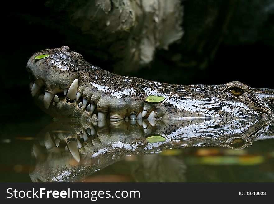 Close up fleshwater crocodile with water reflection