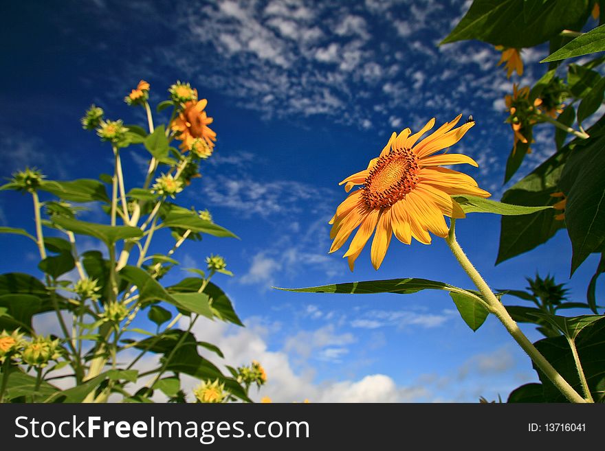Colorful sunflower with blue sky and cloud background
