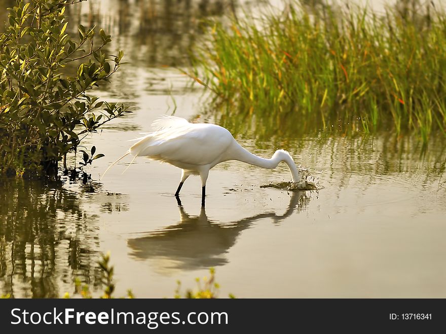 Great Egret with head underwater