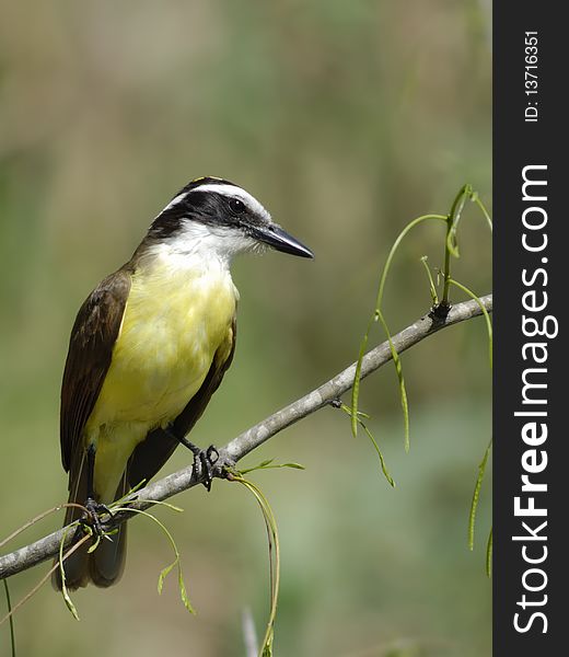 Greater Kiskadee Flycatcher perched with a soft background