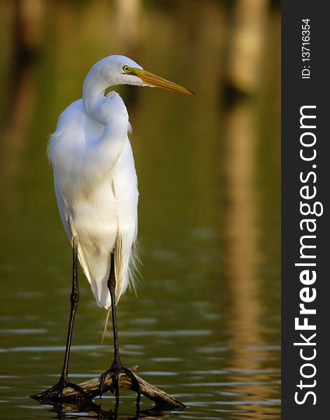 Great Egret resting on pond at sunset. Great Egret resting on pond at sunset