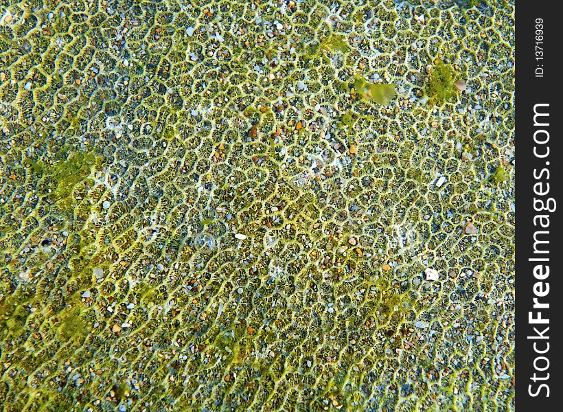Close up of Reef and Seaweed