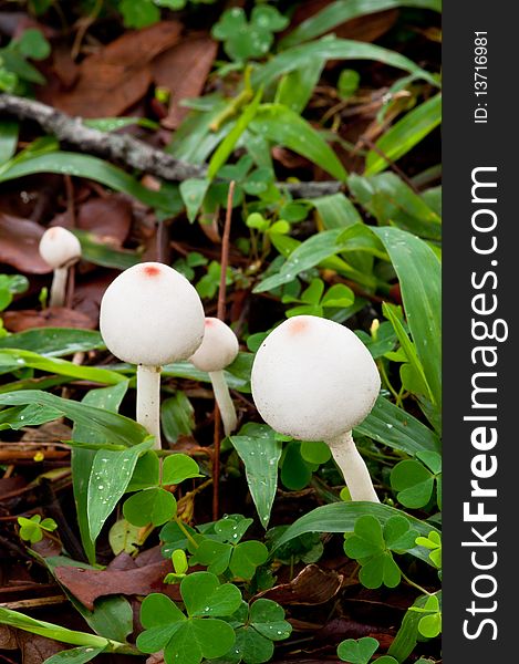 A Portrait of Mushrooms and Clovers in Naure