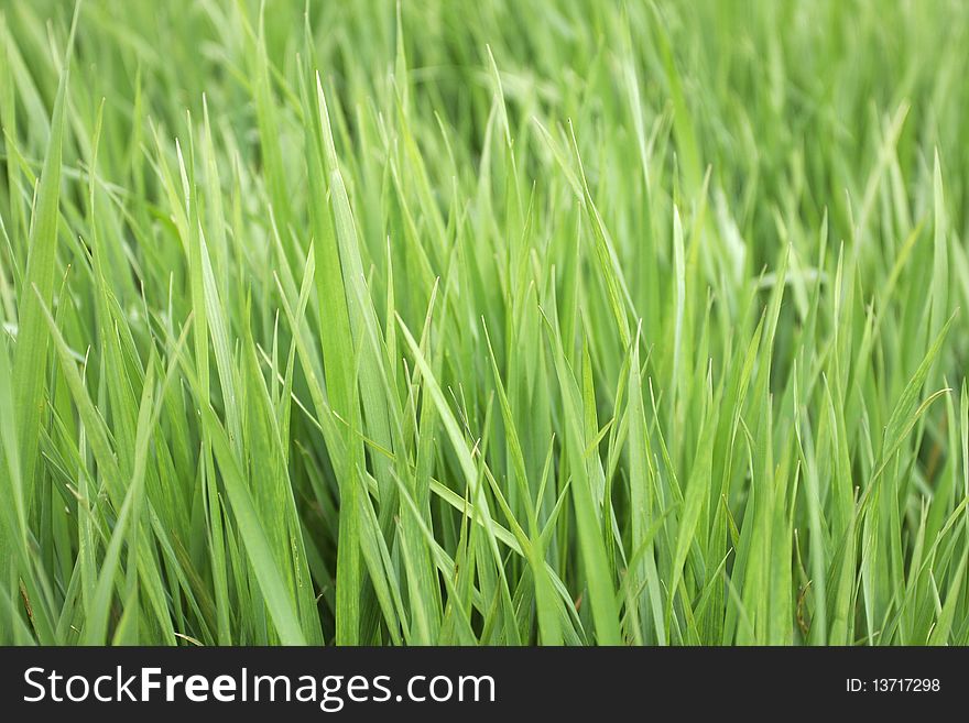 Background image of green grass