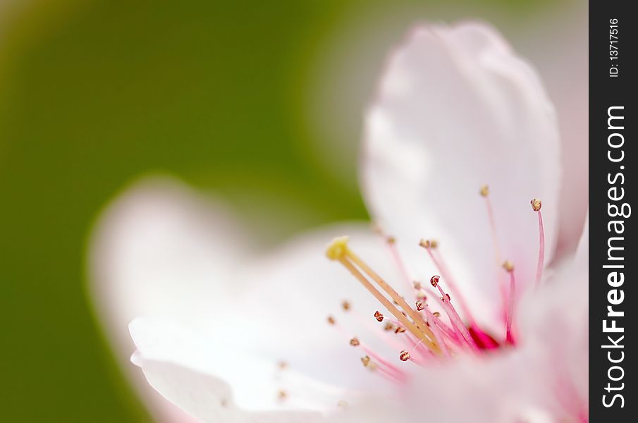 Beautiful pink tree flowers in spring. Macro. Beautiful pink tree flowers in spring. Macro.